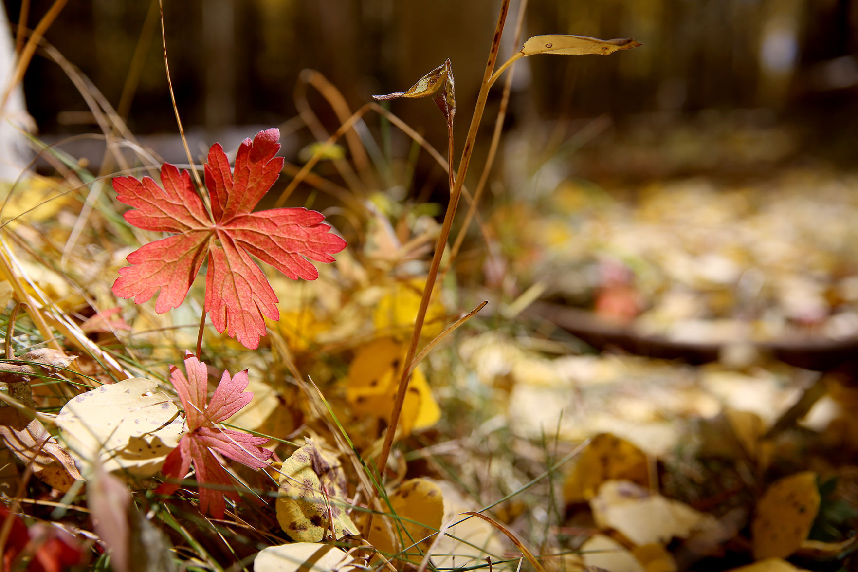 Fall Foliage